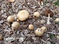 Agrocybe rivulosa-amf189-1